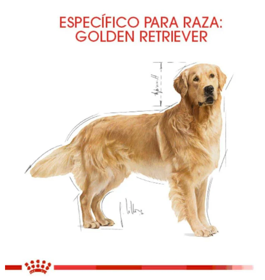 Royal Canin Alimento Seco para Perro Adulto Raza Golden Retriever 13.6 Kg