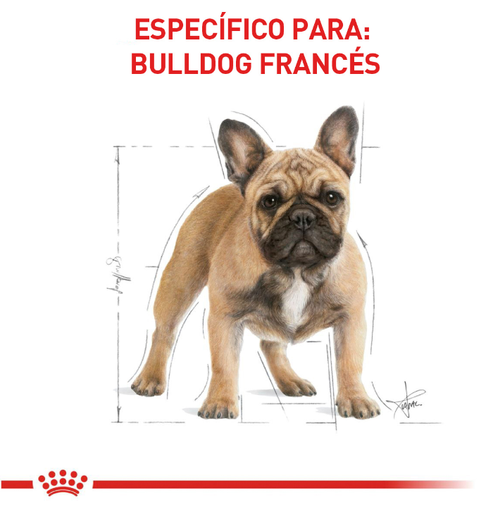 Royal Canin French Bulldog adulto 4.5 kg - Alimento seco para perro adulto raza bulldog francés